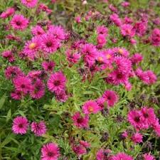 Image result for Asters `Jenny