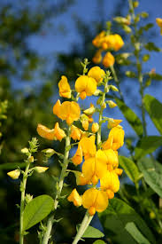 Image result for Crotalaria lotoides