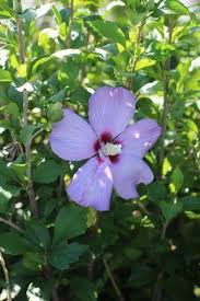 Image result for Hibiscus meyeri