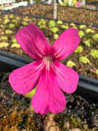 Image result for Launaea rarifolia