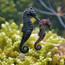 Pin On Animal Art