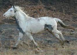 Pin By Theresa Archer On Horses Beautiful Horses Horses Horse Markings