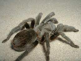 Maybe you would like to learn more about one of these? Aphonopelma Steindachneri Bugguide Net