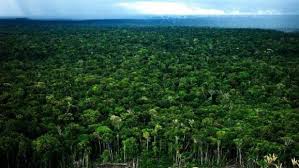 La forêt amazonienne s'étend sur 9 pays (le brésil, le pérou, la colombie, la france, le venezuela, le suriname, le guyana, la bolivie et l'équateur). Pourquoi Les Indiens D Amazonie Ne Se Perdent Ils Pas Dans La Foret Vierge