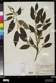 Image result for Justicia engleriana