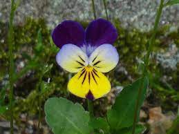 A Pansy Pansies