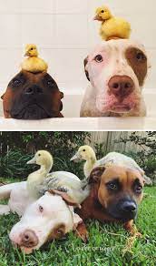 These Pets Grow Up Together With Their Friends And It S Heart Warming Cute Animals Animals Friends Animals Beautiful