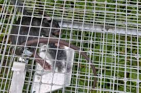 At chilliwack pest control we provide pest control services from assessment and access blocking to pest controlling & property clearing. Numerous Rat Complaints In Sicamous Prompt Look At Pest Control Options Salmon Arm Observer