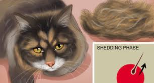 It can be poor diet, stress, allergies, fleas, mites, or just unknown, permanent hair loss, known as alopecia. 5 Ways To Deal With Hair Loss In Cats Wikihow