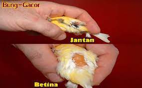 Check spelling or type a new query. Ini Dia Perbedaan Kenari Jantan Dan Betina Paling Lengkap