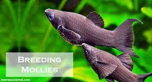 Can a male molly fish have three females? How To Breed Mollies Caring Pregnant Molly The Right Way