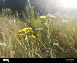 Image result for Helichrysum decorum