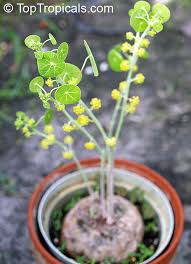 Check spelling or type a new query. Stephania Erecta Stephania Toptropicals Com