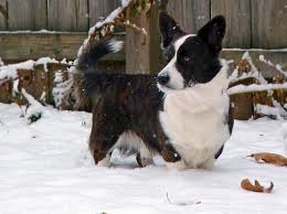 Black And Brown Corgi Cardigan Welsh Corgi Dark Brown Brindle Male By Normisking Via Flickr Cardigan Welsh Corgi Black And White Dog Corgi
