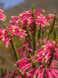 Image result for Psiadia punctulata