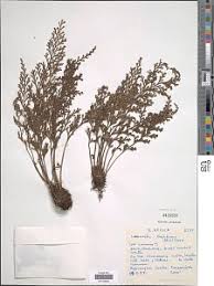 Image result for Asplenium theciferum