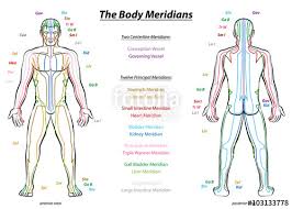 Meridian System Chart Male Body With Principal And