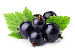 While black currants are the fruit of choice for traditional english scones, they were banned in the united states until pretty recently. Hindi Translation Of Blackcurrant Collins English Hindi Dictionary