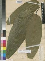 Image result for Klainedoxa