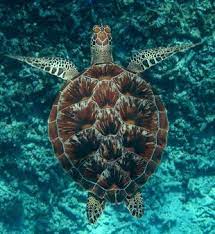 Maybe you would like to learn more about one of these? Turtle Id