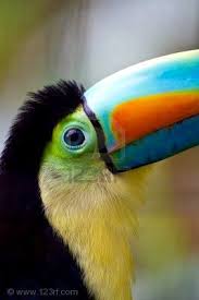 Big Blue Bird With Colorful Feathers Close Up Of A Beautiful Keel Bill Toucans Big Blue Eye Keel Billed Toucan Big Blue Eyes Toucans