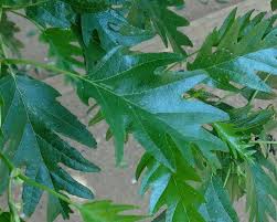 Invasive species prosopis juliflora in the coastal regions of hambantota district. Alnus Glutinosa Laciniata Gardensonline