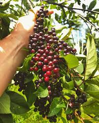 Wild cherry has many cultivars and is a popular ornamental tree in gardens. Foraging For Wild Summer Fruit Backcountry Hunters And Anglers