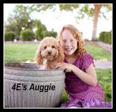 Find boxer breeders near you. Goldendoodle Hypoallergenic Puppies Dogs For Sale Near Las Vegas Nv 4e Kennels