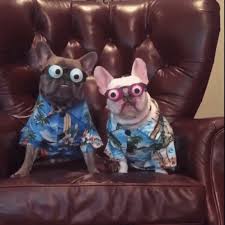 Pugs Googly Eyes Gif Pugs Googlyeyes Discover Share Gifs Funny Glasses Doggy Dan Cartoon Animals Share the best gifs now >>>. pugs googly eyes gif pugs googlyeyes