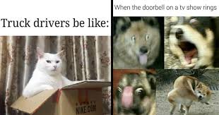 See more ideas about animal memes, funny animal memes, animals. Memebase Animals All Your Memes In Our Base Funny Memes Cheezburger