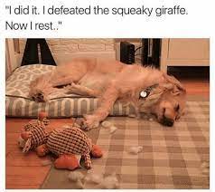 30 Animal Memes That Will Make You Laugh Until You Cry Animal Memes Funny Animal Memes Funny Animals