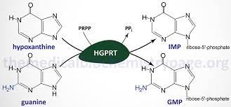 Lesch Nyhan Syndrome The Medical Biochemistry Page