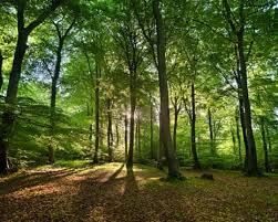 picture using green and green