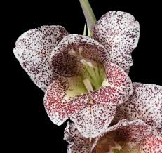 Image result for Gladiolus ecklonii