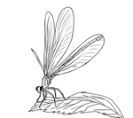 Free pdf dragon fly coloring pages. Free Dragonfly Coloring Pictures Just Print The Page And Color