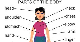 Latihan soal part of body kelas 5. Soal Bahasa Inggris Kelas 4 Tentang Anggota Tubuh