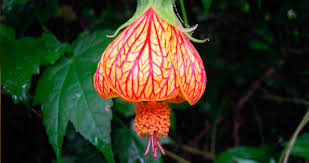 Image result for Hibiscus schizopetalus