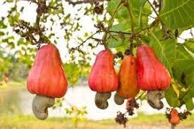 See more ideas about cashew tree, cashew, fruit trees. Pin On Just Links