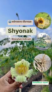 Image result for Oroxylum