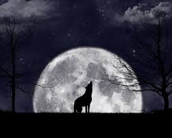 Download wolf and moon wallpapers hd backgrounds download. Free Download Wolf Howling At The Moon Wallpaper Viewing Gallery 1280x1024 For Your Desktop Mobile Tablet Explore 66 Wolf Howling At The Moon Wallpaper 1080p Wolf Wallpaper Wolf And