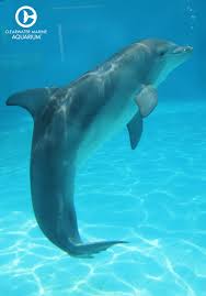 Pin By Clearwater Marine Aquarium On Animals Dolphins Clearwater Marine Aquarium Marine Aquarium