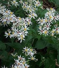 Aster Divaricatus White Wood Aster Dry Shade Plants Shade Plants Plants