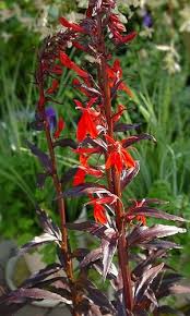 Image result for Lobelia fervens