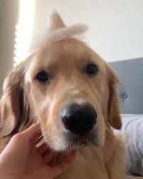 Deshedding Glove Video In 2020 Dog Memes Dog Harness Dog Grooming