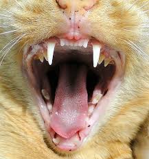 Heimatlose katzen in schweizer tierheimen oder auf pflegestellen in der schweiz. Katzen Zahne Katzengenetik Vererbung Der Fellfarben Und Fellmuster Bei Katzen