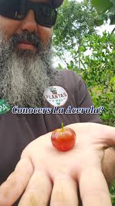 Plantones de Nance rojo o amarillo para producción en 2 años El Nance Rojo  es un árbol de tamaño mediano que puede alcanzar alturas de hasta 10  metros, como un poste de