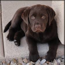 Puppies have been bought up in a family home with children and other animals. Cute Labrador Retriever Puppies Pups Sale Lab Puppies Cute Labrador Puppies Labrador Retriever Puppies