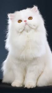 Beautiful White Persian Cat With Golden Eyes Cats Persian Cat White Cats