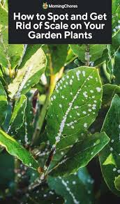 Image result for scale on plant