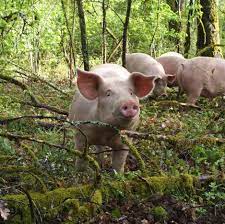 En effet, il s'est converti dans le cochon seulement en 2015, à 33 ans, et a eu la malchance d'avoir sa formation interrompue par un accident. Veyrac Elevage De Porc En Plein Air Charcuterie Decoupe Home Facebook